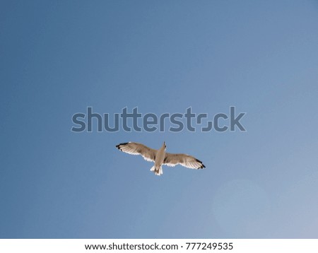 Seagull in blue sky