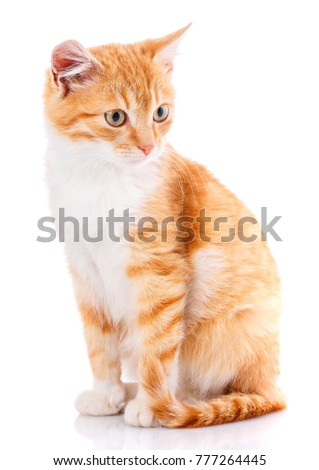 Cat, pet, and cute concept - red kitten on a white background. A picture for a calendar or a cat food. cat poster