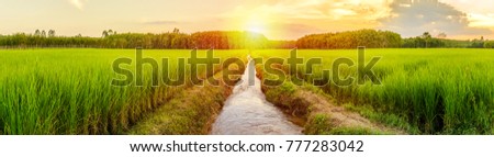 Rice field with sunrise or sunset and flare over the sun in morning light Royalty-Free Stock Photo #777283042