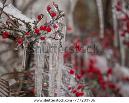 It is winter wonderland, red berries and icicles