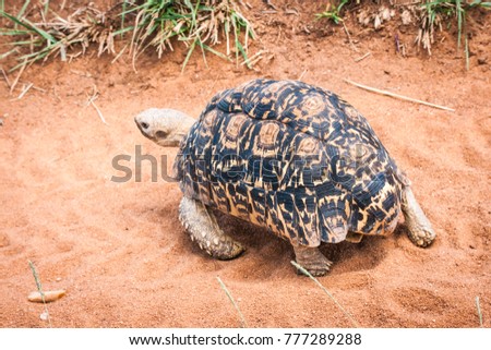 Picture of a Cute tortoise on a road in a Kenyan reserve