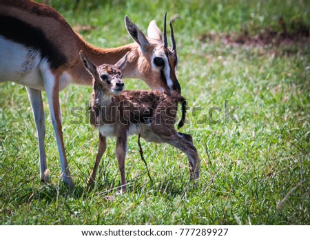 Thomson's gazelle urging her newborn child to take its first steps