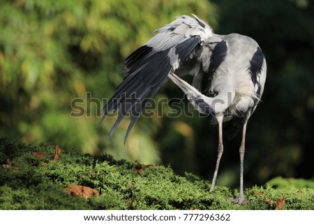 Grey Heron cleaning his wing