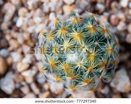 Closeup of small Cactus.