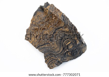 extreme close up of stromatolite mineral isolated over white background in focus stack technique Royalty-Free Stock Photo #777302071