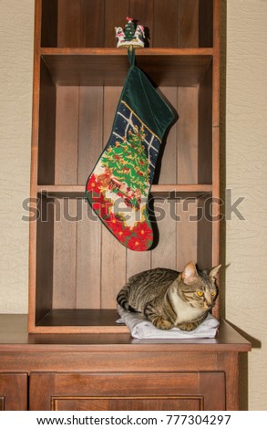 Christmas Cat With Stocking