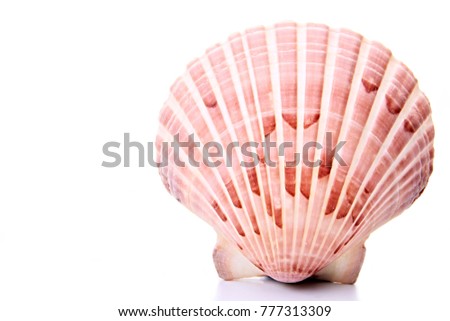 stock image of a seashells stock photo