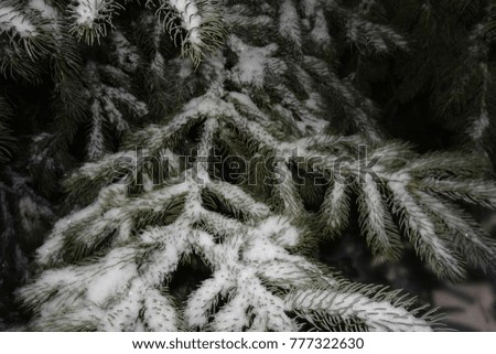 snow covered pine needles on Christmas tree at night