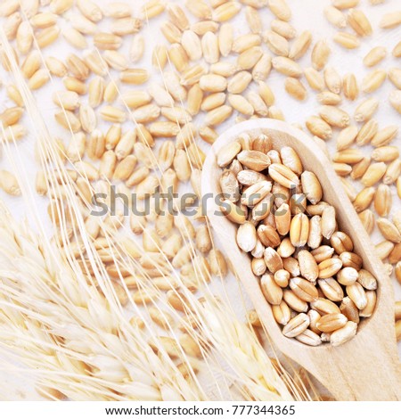 Wheat grains in wooden spoon on wheat ears plants background, selective focus, toned