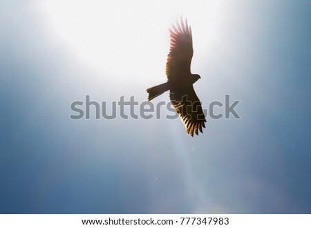 Eagle  in sun  rays. Kyoto, Japan.