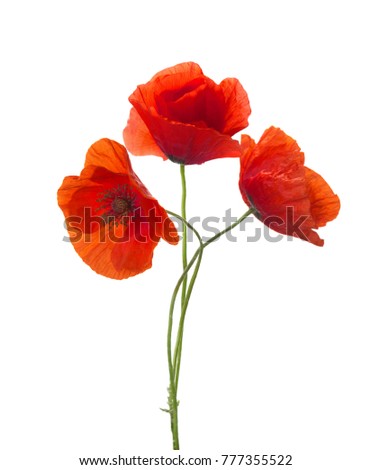Three  red poppies isolated on white background.