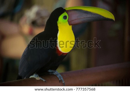 A toucan, bright bird sitting on a branch. Wildlife animal of Costa-Rica