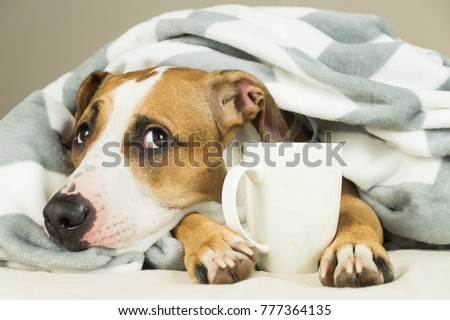 Funny young pitbull dog in bed covered in throw blanket with steaming cup of hot tea or coffee. Lazy staffordshire terrier puppy wrapped in plaid looks up and relaxes Royalty-Free Stock Photo #777364135