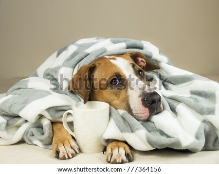 Cute staffordshire terrier dog with expressive eyes cuddles in throw blanket and holds cup of tea or coffee. Young pitbull pet in bed wrapped in plaid looks up and holds hot drink Royalty-Free Stock Photo #777364156