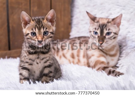 A nine weeks old blackspotted bengal kitten and spotted lynx point female next to wooden box.

The mother is watching her baby, and th little one is looking towards the camera. 