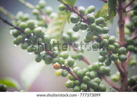 Coffee beans growing on a branch, after rain in Costa-Rica