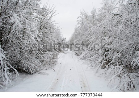 snowy road through the forest