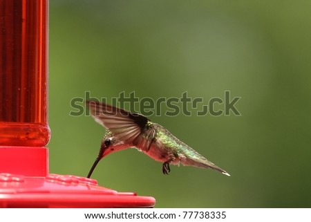 Hummingbird enjoying some sweet nectar.