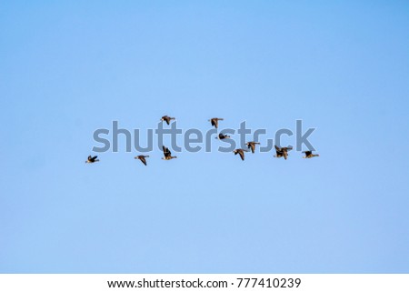A flock of wild geese flying on the sky
