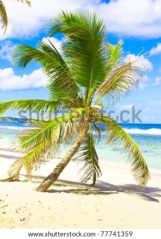Sea Palm Dream