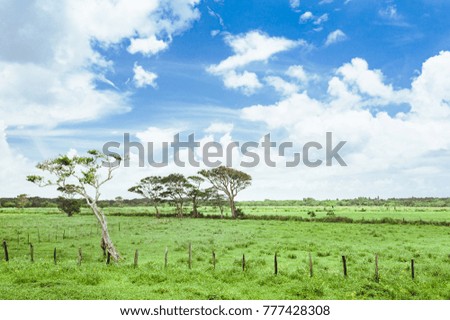 trees on the field of grass and sunset. Idyllic View of Green Rice Field with Palm Trees and Blue Sky
