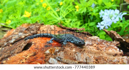 Blue-spotted Salamander (Ambystoma laterale) sits in a spring woodland in Illinois