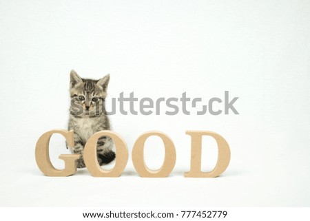 Kitten and good