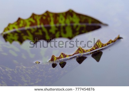 closeup lotus leaf on water in the pond