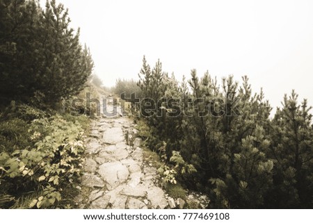 western carpathian mountain tourist trail track on rocky surface in  autumn covered in mist - soft vintage look