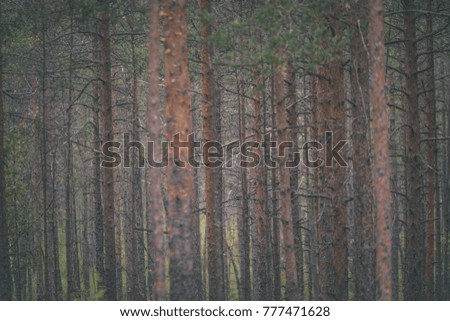clear morning in the woods. spruce and pine tree forest with trunks - vintage film look