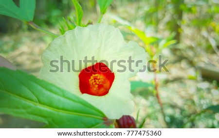 flower in garden at home