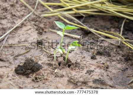 Pictures of young plants are growing.