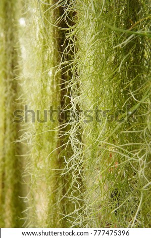 Spanish moss or tillandsia usneoides green air plant background