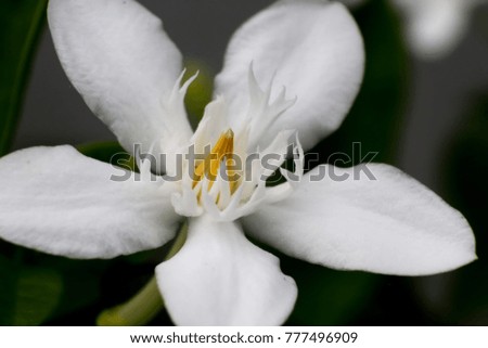 Close up White flower,Thailand