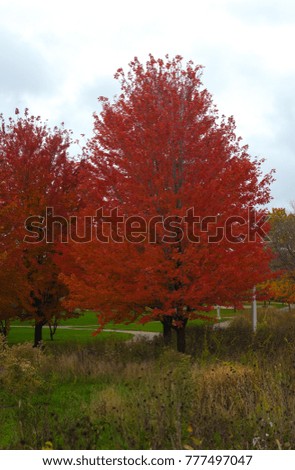 Tree with the red leaves in the autumn park