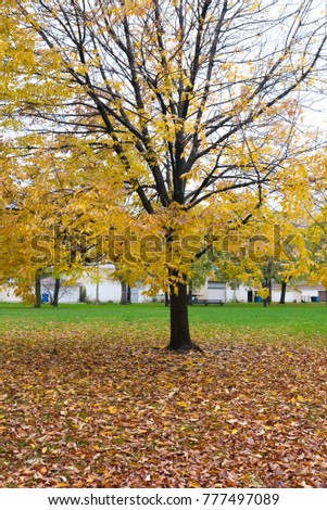 Tree with a yellow leaves in an autumn park