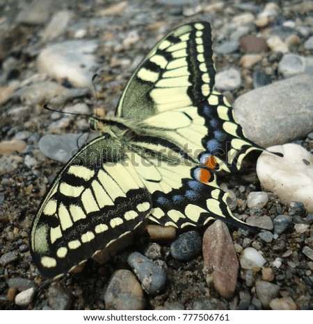 Swallowtail butterfly on stones, close up