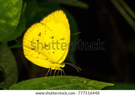 Butterfly with close up view.