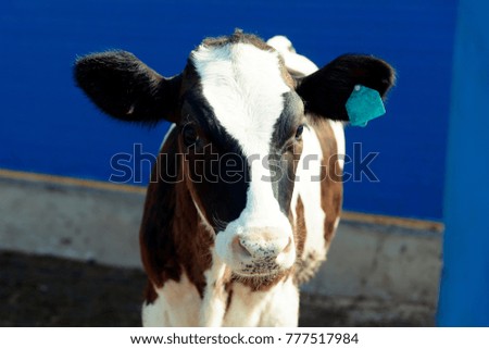 Photo of a black and white cow on a cattle farm