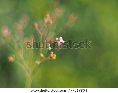Flowers of grass small, it is white and pink by the background blurred. And the valentines day. Feel the love, cherish, gentle, beautiful, like, refreshing