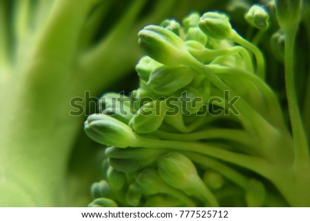 close up picture. (broccoli)