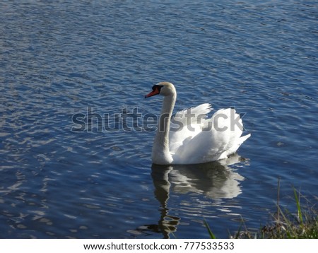 White Swan swimming on lake