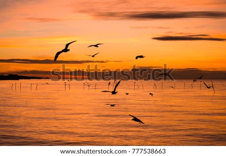 The beauty of the seagull on the sea at sunset, at sunrise