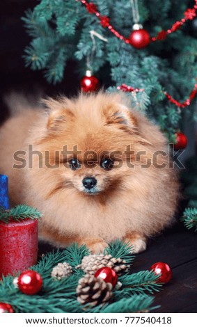 Pomeranian dog in christmas decorations on dark wooden background. The year of the dog. New year dog. Beautiful dog