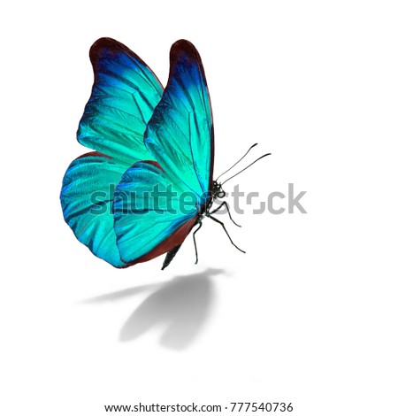 Beautiful blue butterfly isolated on white background