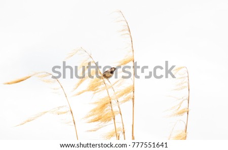 Picturesque Bird picture, a sparrow perches on dry gold Pampas grass with food in its beak with white background.