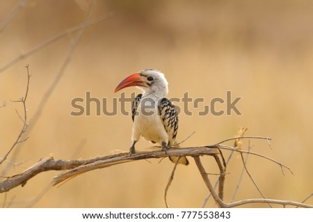 Red-billed hornbill (Tockus ruahae) perched on a branch in the Yarangire National Park, Tanzania