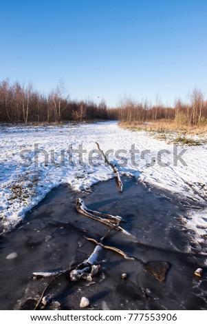Tree branches in a frozen puddle