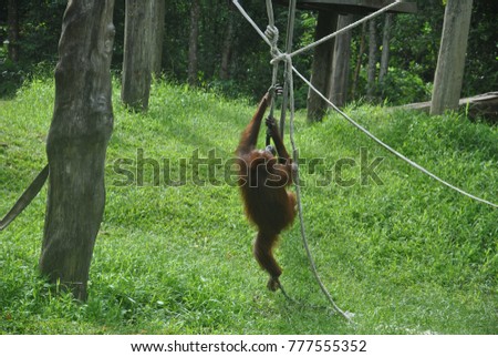 Orangutan enjoy swinging on a rope in the rehabilitation centre 