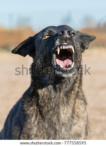 picture of an aggressive holland shepherd in nature